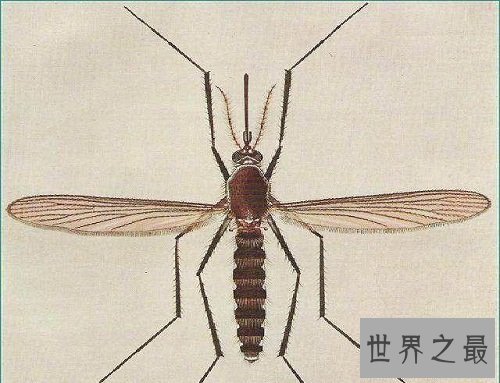 世界上最小蜻蜓,蜻蜓界的迷你公主!