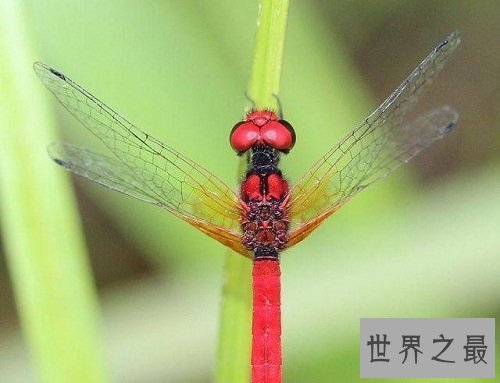 世界上最小蜻蜓,蜻蜓界的迷你公主!