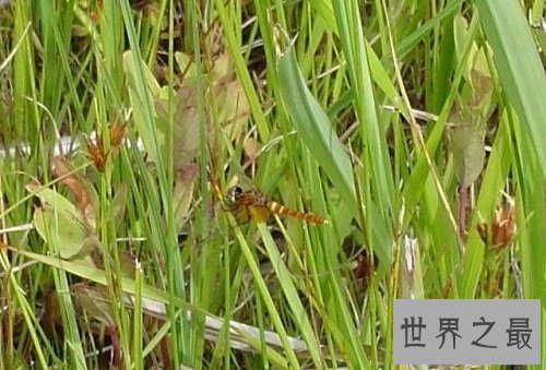 世界上最小蜻蜓,蜻蜓界的迷你公主!