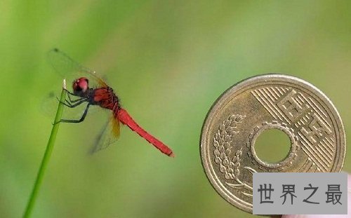 世界上最小蜻蜓,蜻蜓界的迷你公主!