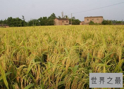 世界上最早的水稻田,居然是在中国?