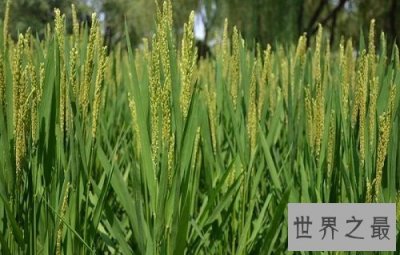 ​世界上最早的水稻田，居然是在中国？