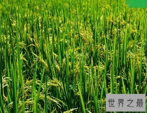 世界上最早的水稻田,居然是在中国?