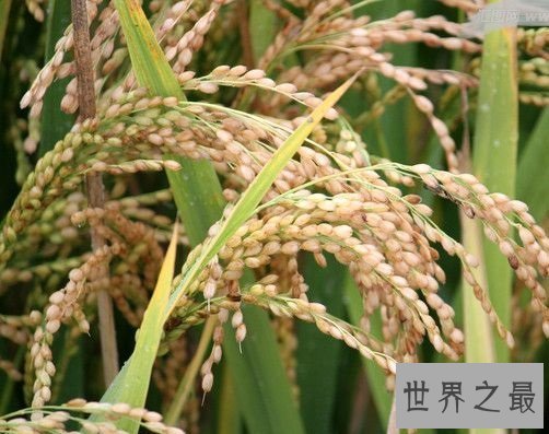 世界上最早的水稻田,居然是在中国?