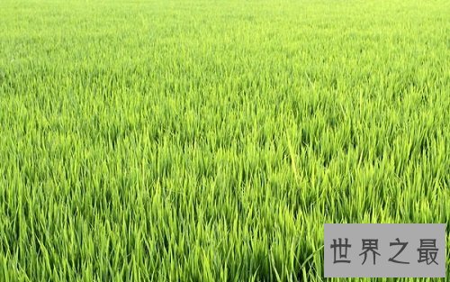 世界上最早的水稻田,居然是在中国?