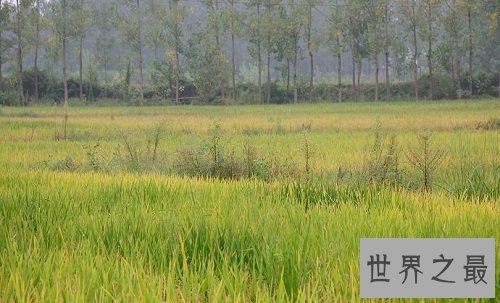 世界上最早的水稻田,居然是在中国?