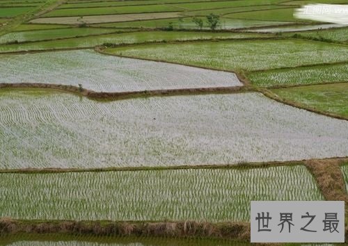 世界上最早的水稻田,居然是在中国?