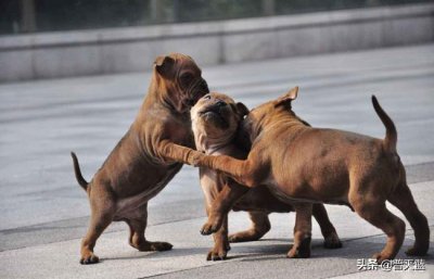 ​世界十大猎犬排名（全球顶级猎犬品种排行及图片）