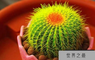 ​什么样的防辐射植物排名?