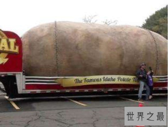 世界上最大的土豆,这个土豆竟然重达80斤!
