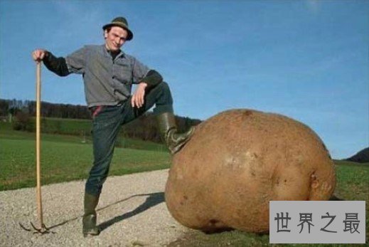 世界上最大的土豆,这个土豆竟然重达80斤!