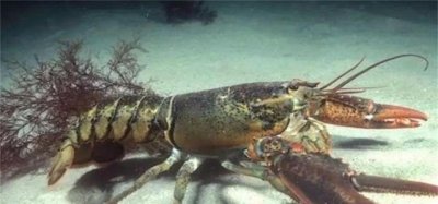 ​全球巨型龙虾，长度高达1.2米重20多公斤，最终的命运也是被吃掉