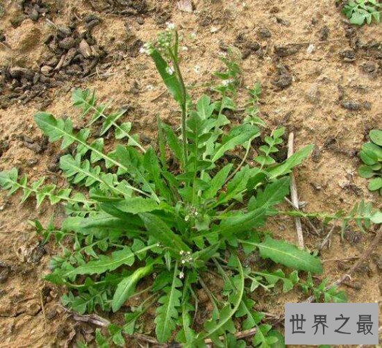 荠菜能够防癌抗癌？看荠菜图片教你如何活得更健康