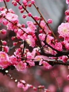 ​花的名字大全(十大吉祥花)