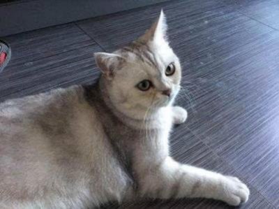 ​十大猛犬，十大猛犬排行榜 一到十