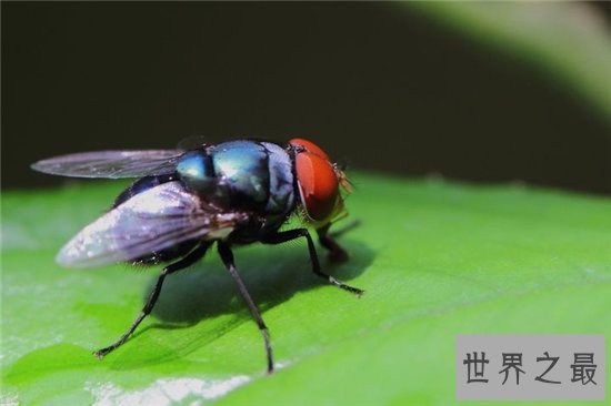 苍蝇的寿命雌性比雄性更长，繁殖能力强寿命短