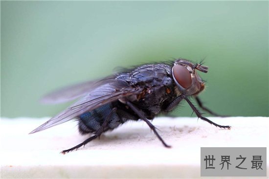 苍蝇的寿命雌性比雄性更长，繁殖能力强寿命短