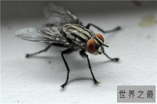 苍蝇的寿命雌性比雄性更长，繁殖能力强寿命短