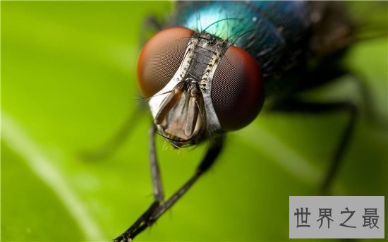 苍蝇的寿命雌性比雄性更长，繁殖能力强寿命短