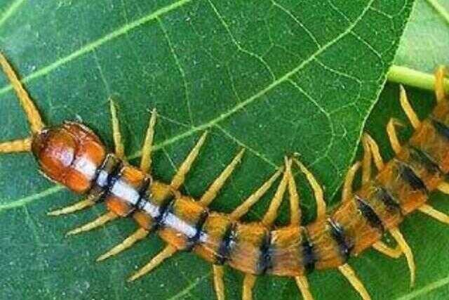 蜈蚣有多厉害(蜈蚣咬了多久出现什么情况)