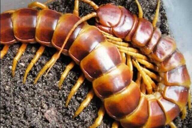 蜈蚣有多厉害(蜈蚣咬了多久出现什么情况)