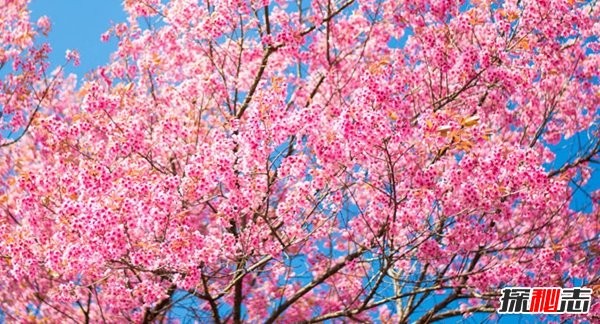 春天最容易得什么病?关于春天的10大基础小知识(必看)