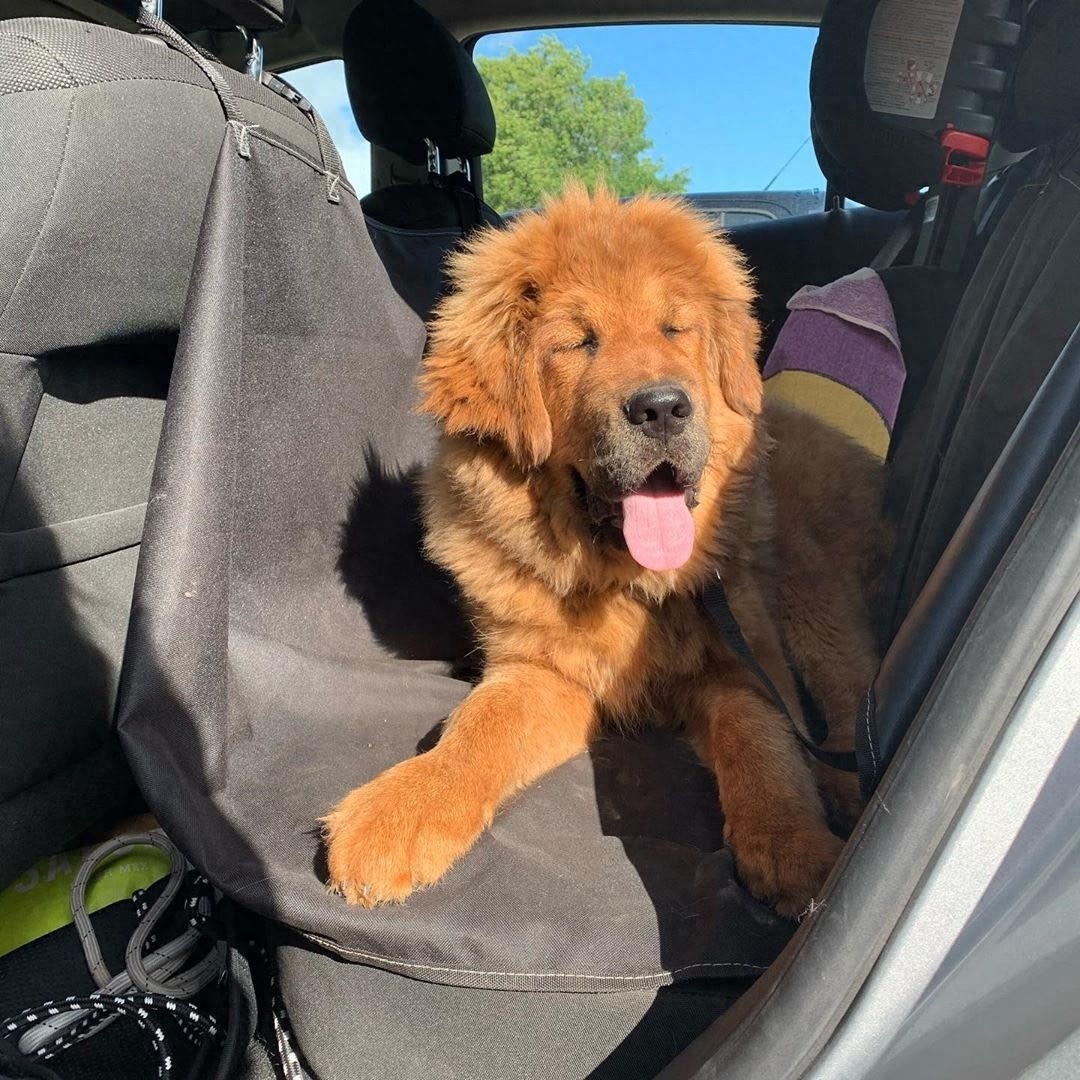 「藏獒特辑」:世界上最古老的稀有犬种,最后一张太像狮子了