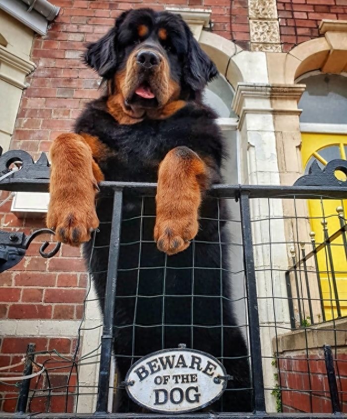 「藏獒特辑」:世界上最古老的稀有犬种,最后一张太像狮子了