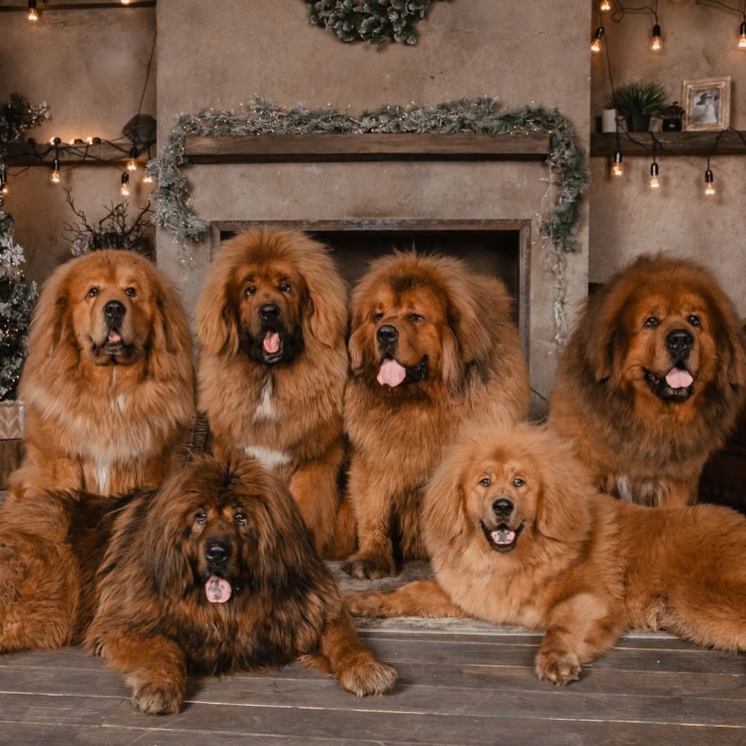 「藏獒特辑」:世界上最古老的稀有犬种,最后一张太像狮子了