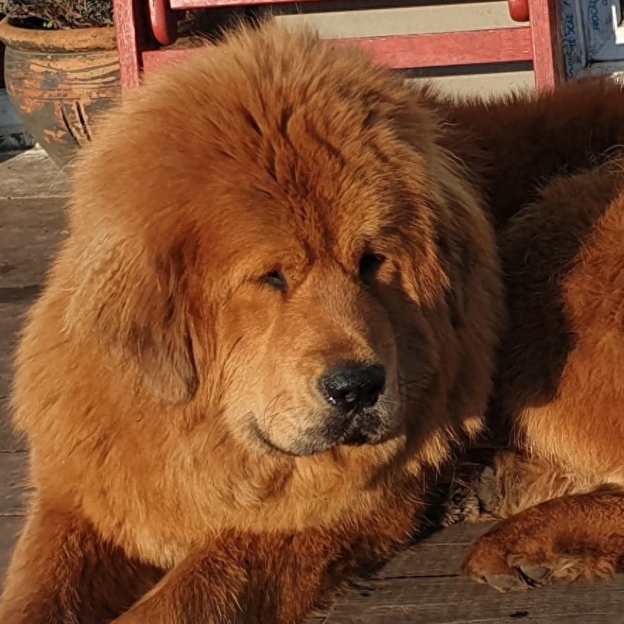 「藏獒特辑」:世界上最古老的稀有犬种,最后一张太像狮子了