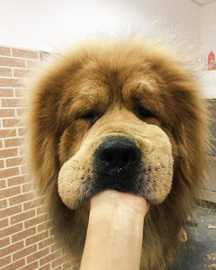 「藏獒特辑」:世界上最古老的稀有犬种,最后一张太像狮子了