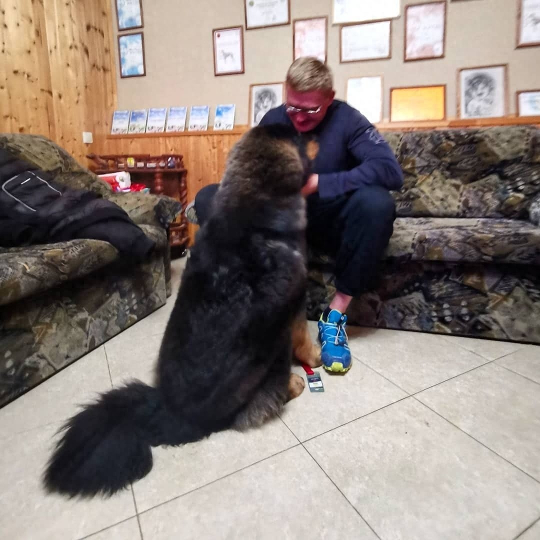 「藏獒特辑」:世界上最古老的稀有犬种,最后一张太像狮子了