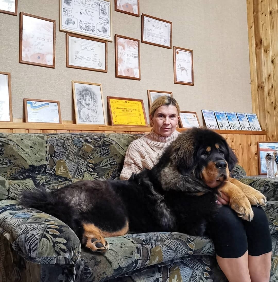 「藏獒特辑」:世界上最古老的稀有犬种,最后一张太像狮子了