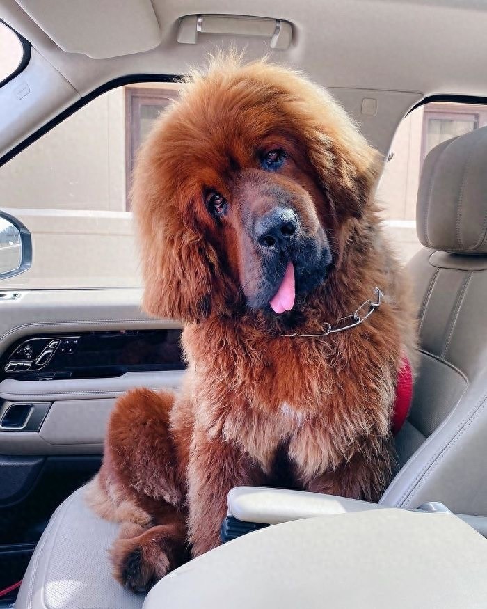 「藏獒特辑」:世界上最古老的稀有犬种,最后一张太像狮子了