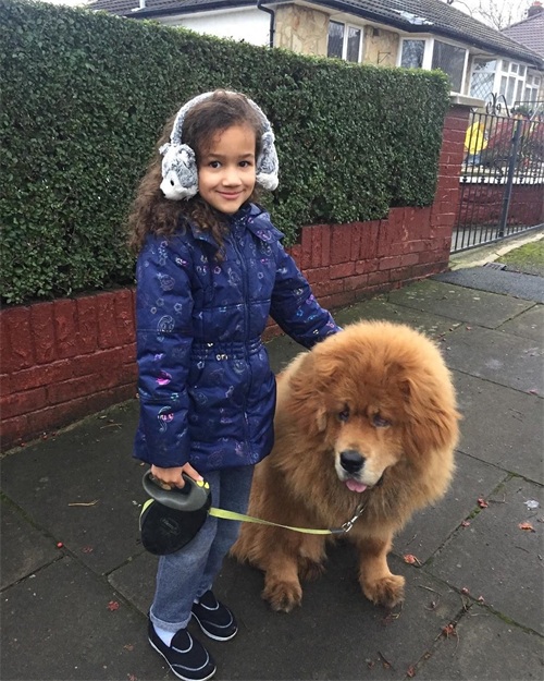 「藏獒特辑」:世界上最古老的稀有犬种,最后一张太像狮子了