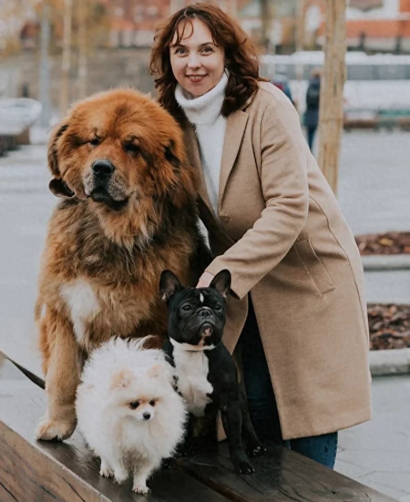 「藏獒特辑」:世界上最古老的稀有犬种,最后一张太像狮子了