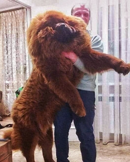 「藏獒特辑」:世界上最古老的稀有犬种,最后一张太像狮子了