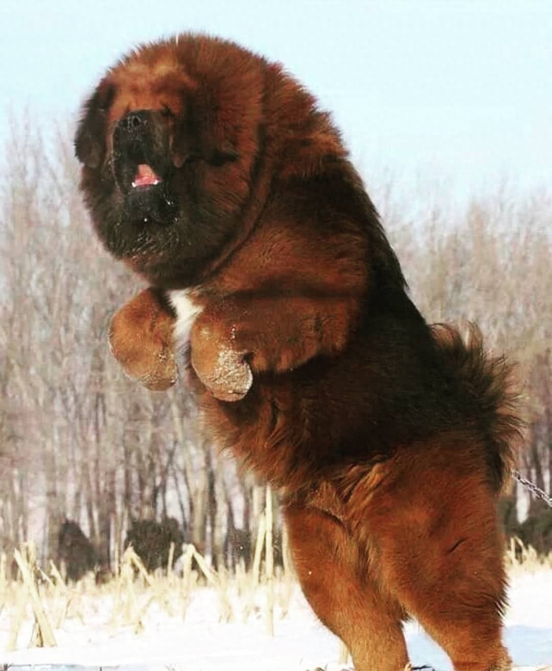 「藏獒特辑」:世界上最古老的稀有犬种,最后一张太像狮子了