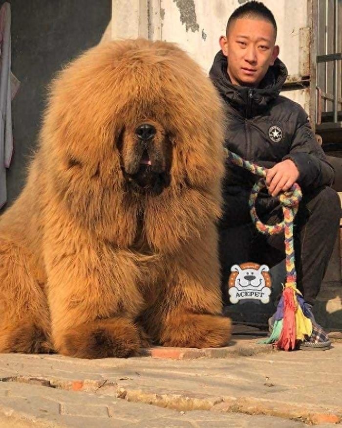 「藏獒特辑」:世界上最古老的稀有犬种,最后一张太像狮子了
