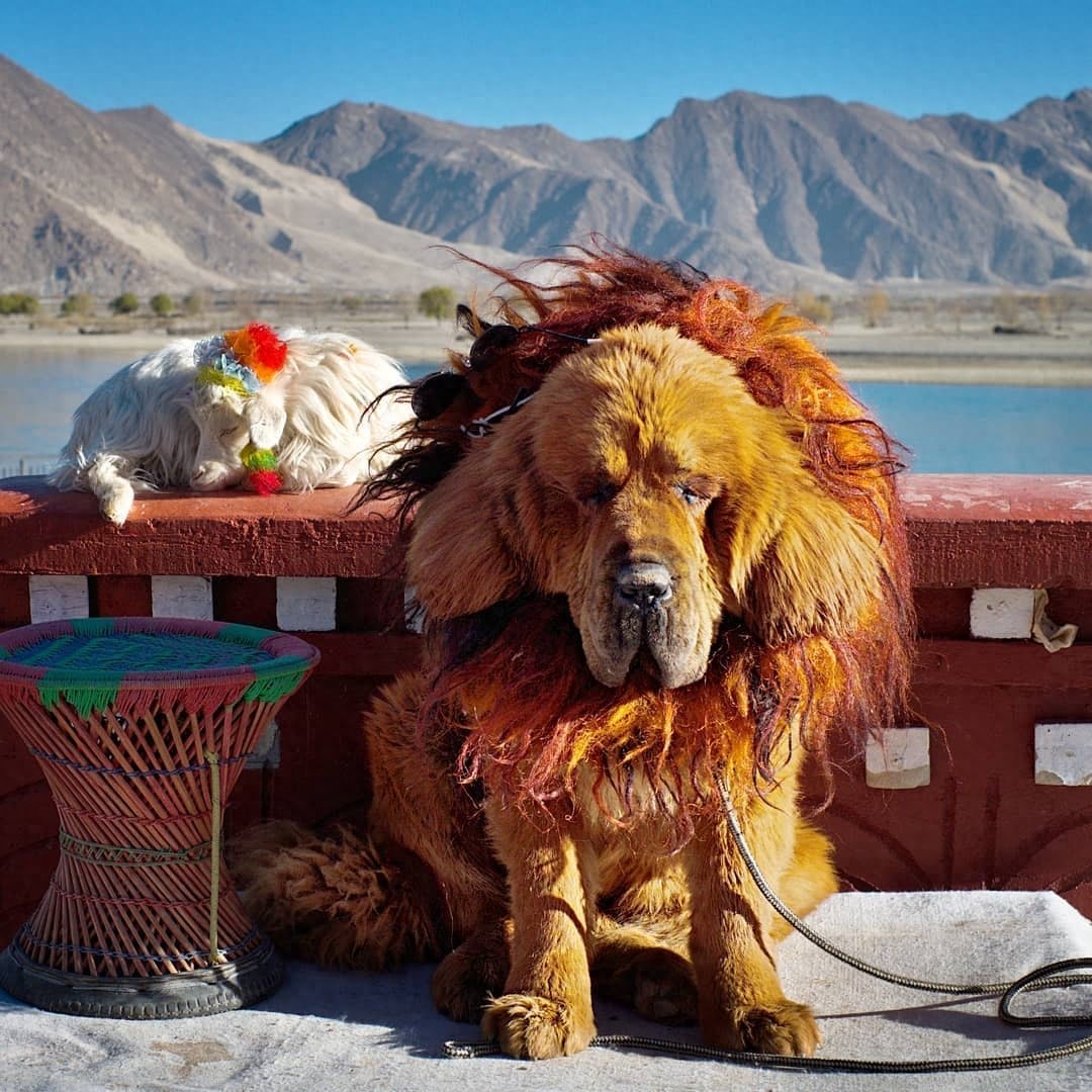 「藏獒特辑」:世界上最古老的稀有犬种,最后一张太像狮子了