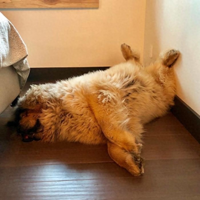 「藏獒特辑」:世界上最古老的稀有犬种,最后一张太像狮子了