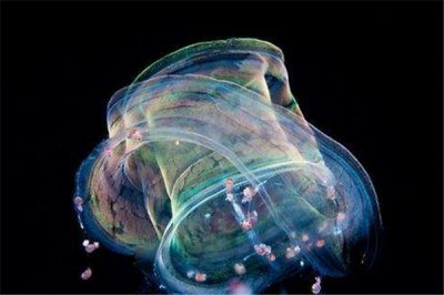 ​爱神带水母：海洋优雅的游泳者（颜色美丽的透明水母）