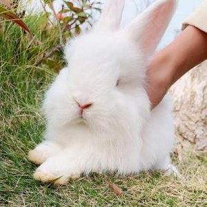 ​兔子怎么养才亲人（怎么和侏儒兔快速亲近)