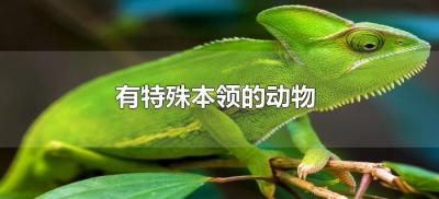 ​有特殊本领的动物（有特殊本领的动物有哪些）