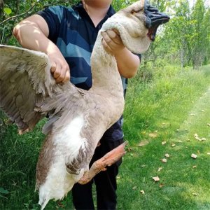 ​世界最大的鹅品种：狮头鹅，有“世界鹅王”的美誉