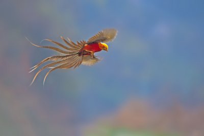 ​《说文解字》第698课：《诗经》“翙翙其羽”的“翙”字何义？