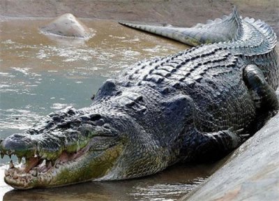 ​世界现存最大爬行动物：咸水鳄