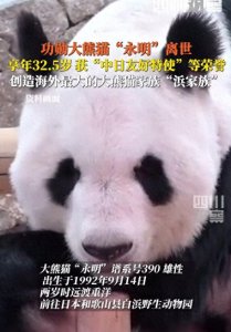 ​成都大熊猫繁育研究基地发文：功勋大熊猫永明离世，享年32.5岁，曾创造海外最