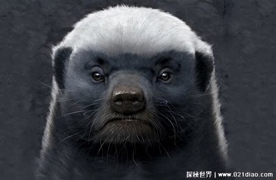 ​平头哥是什么动物，是蜜獾(世界上最无所畏惧的动物)