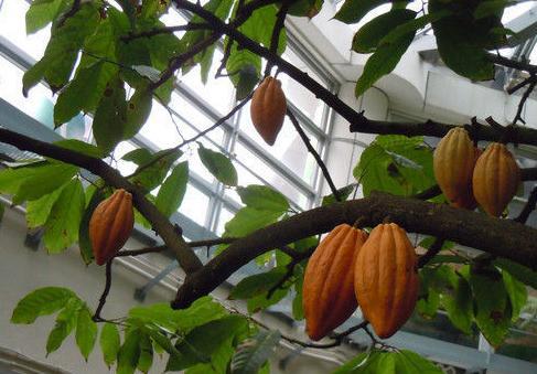 这种树我们虽然不常见，生活中却离不开它，赶快认识一下吧